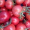 Punta Banda Tomato